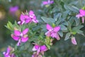 Myrtle-leaf milkwort Polygala myrtifolia with purple flowers Royalty Free Stock Photo